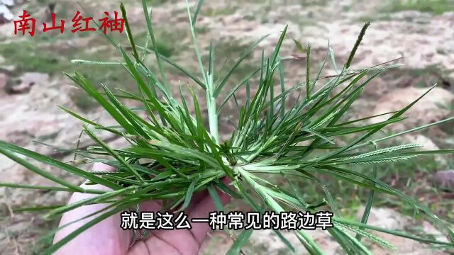 今天给大家介绍“牛筋草”,不要小看它,它的好处帮助很多人