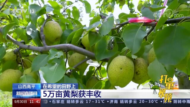 山西高平:5万亩黄梨获丰收