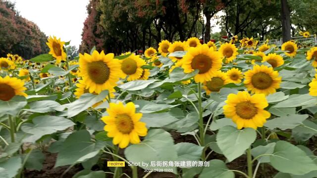 葵花朵朵向太阳