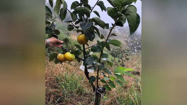 太秋柿子树苗品种特性介绍与栽植技术