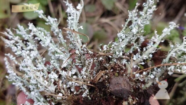 甘肃特产,雪域山珍鹿角菜