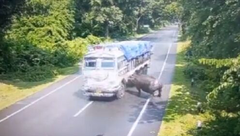 犀牛狂奔撞卡车，结果被撞到转了180度，司机被罚款引市民不满