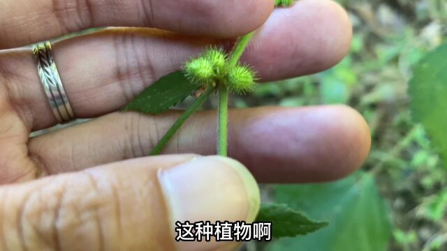 以前农村常见的刺蒴麻,现在越来越少了,看看你的家乡有吗?