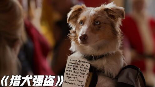 搞笑喜剧《猎犬强盗》：为了养主人，狗狗竟然抢劫运钞车。 #好片征集令#