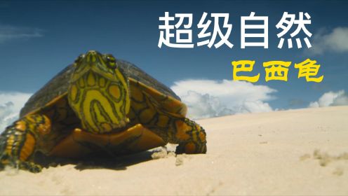 巴西龟：小龟龟的归家历险
