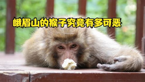 每出现一只金丝猴，峨眉山猴子就被网暴一次，它们究竟有多可恶？