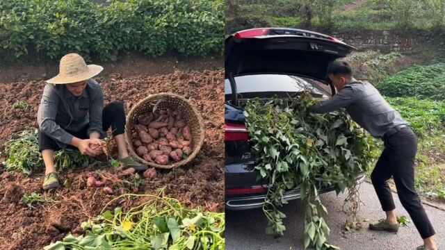 男子开豪车回老家帮忙务农,直接用后备箱运红薯藤,小细节引怒赞