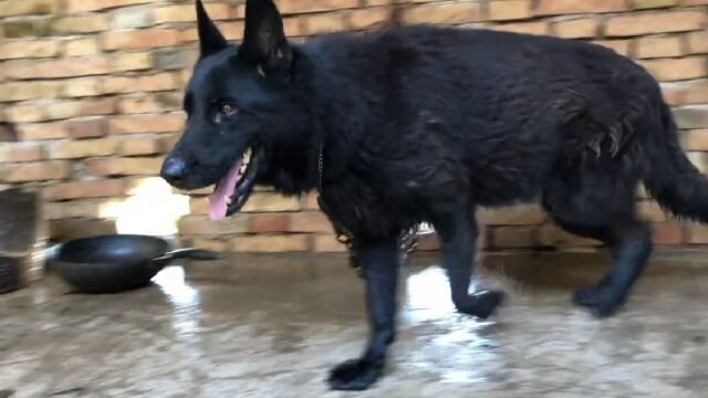 这只才是纯种东德牧羊犬,性格凶猛智商高,大家来欣赏品评下