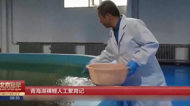 青海湖裸鲤人工繁育记