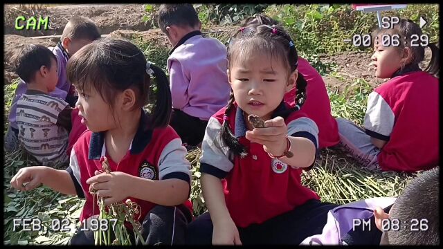 始兴县顿岗育培幼儿园秋游之花生日记