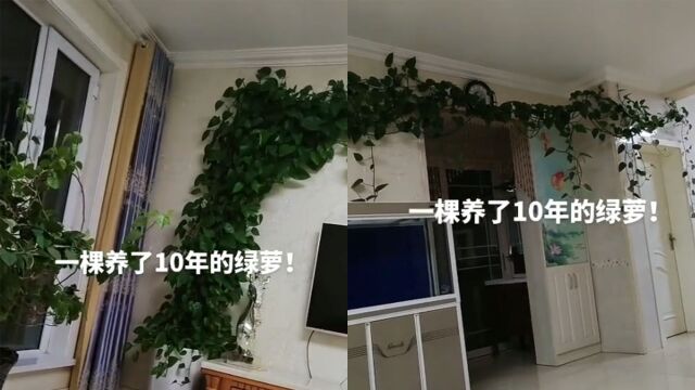 女子将1棵绿萝养了10年,枝繁叶茂爬满客厅墙面,网友看后不淡定了