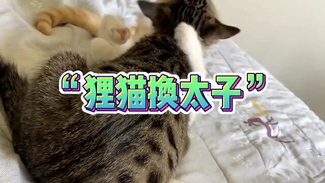 狸花猫的历史你知道多少?