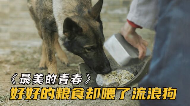 开荒战士饭都吃不饱了,实习生却端着一大盆粮食喂流浪狗!