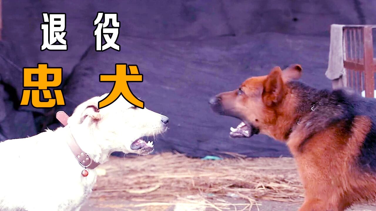 女孩被恶犬欺负,退役警犬以命相搏!_腾讯视频