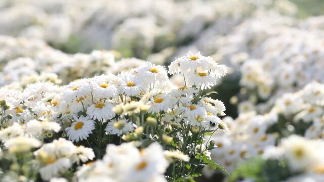 江苏兴化:菊花飘香幸福来