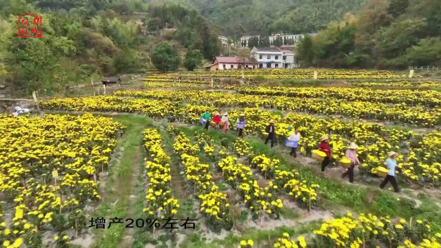 湖南南岳:皇菊盛开 “丰”景如画