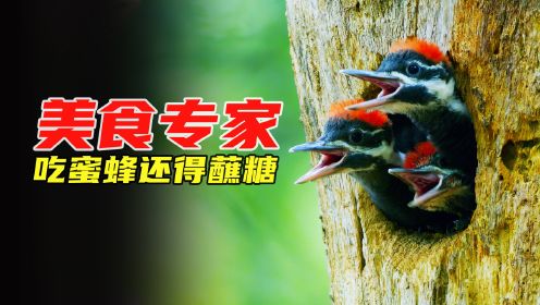 啄木鸟是个“收藏爱好者”，把橡果当黄金攒了一树，动物纪录片