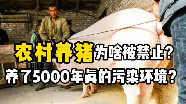 农村“散养猪”为何被禁?网友:养了5000年,现在你说污染环境