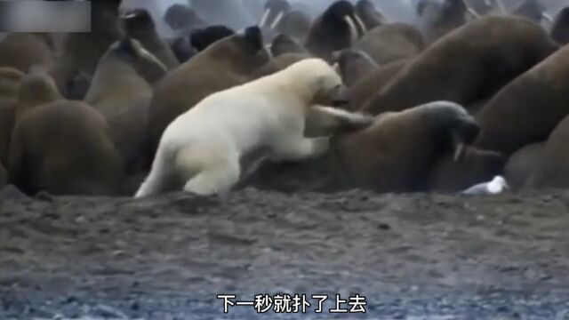 北极熊捕猎海豹,没想到海豹皮太厚,最后只能吃鱼