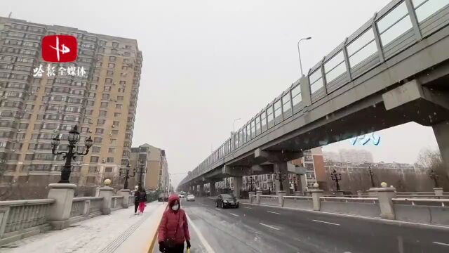 超多美图|蹁跹飞雪降临冰城 25日哈市全市大部区域以中雪为主