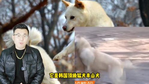 韩国猛犬丰山犬对抗国产猎犬，谁能获胜