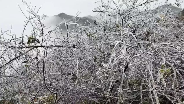 【中英双语】韶关乳源大桥镇:云海奇谲波浪涌,雾凇剔透梨花开