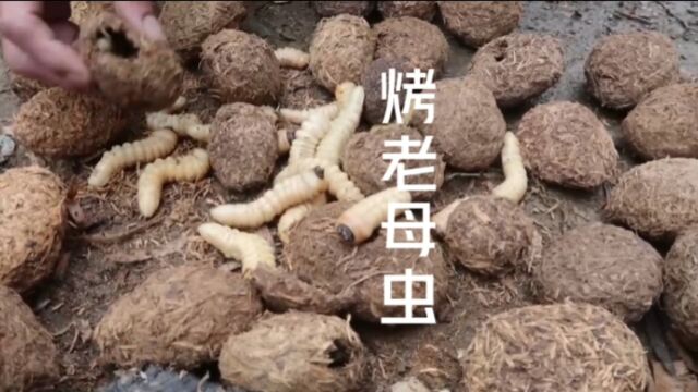 这样的虫子好吃吗?越南老六挖了好多老母虫,回家烤着吃嘎嘎香