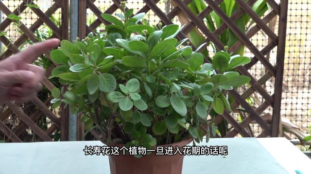 只需要在长寿花盆里埋一勺“它”,可以连续开2到3茬花