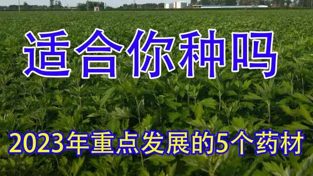 2023年重点发展的5大中药材,亩产值在2400030万,建议提前收藏