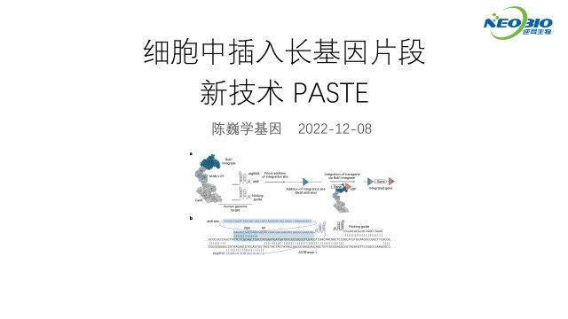 细胞中插入长基因片段新技术:PASTE