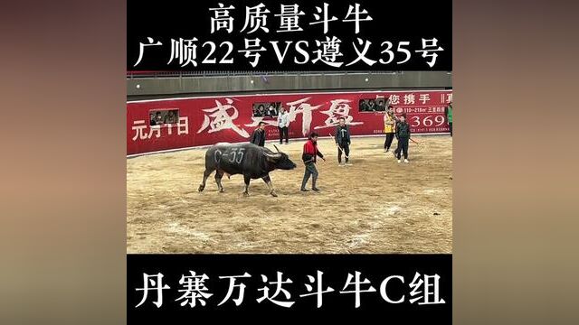 来自远道而来的云南捉牛勇士 #捉牛高手 #捉牛勇士 #斗牛视频 #牛王争霸赛 #高质量斗牛