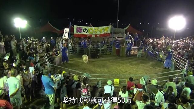 日本的奇葩骑猪比赛,坚持10秒就可获得50万,考虑过猪的感受吗?