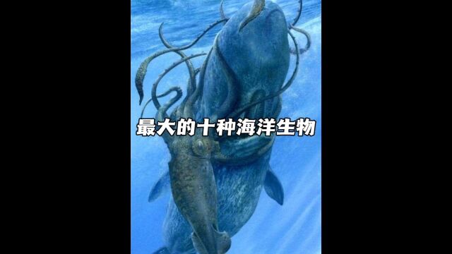 体型最大的十种海洋生物,每一种在陆地都是怪物级别!