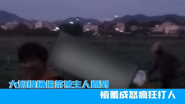 广东大妈提桶偷菜被主人抓到,恼羞成怒疯狂打人,网友:精神大娘