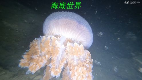 海底世界中稀奇古怪的海货特别多，有珊瑚和海螺还有神奇的水母
