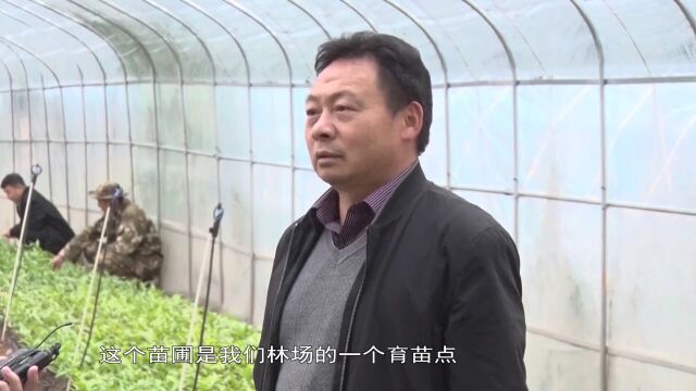 【新时代 新征程 新伟业】双柏:发展甜菜产业 助力乡村振兴