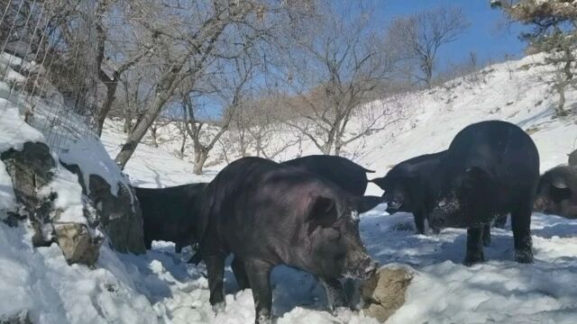 冰天雪地,运动健将