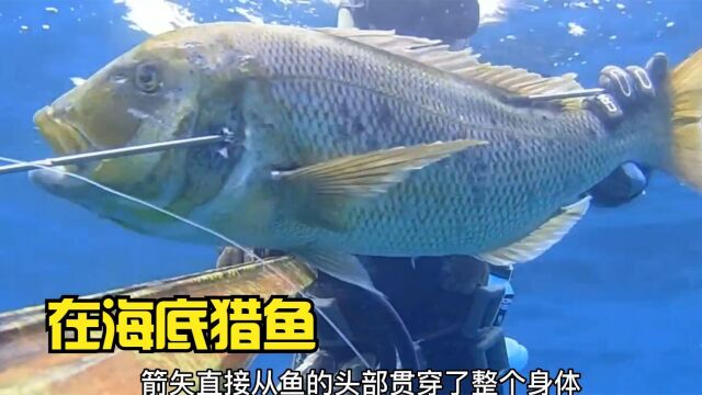 渔民在海底里猎鱼,狩猎到的鱼货体型非常大,猎鱼成为经济来源 