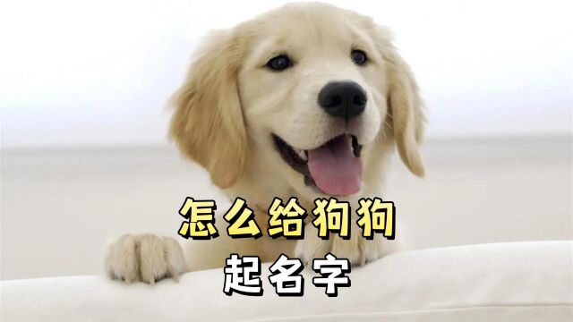 怎么给狗狗起名字?看这里!