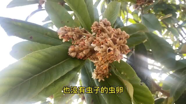 农村的枇杷花很珍贵,你知道它的作用吗?一起来了解一下