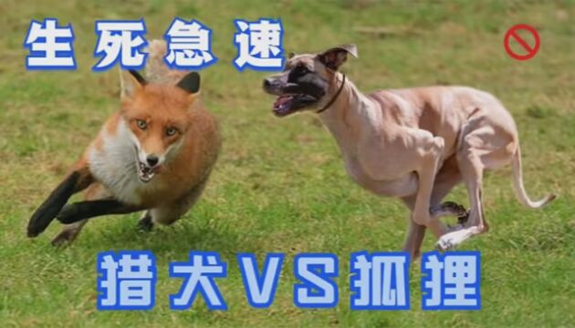 三只猎犬追狐狸,狐狸的速度超乎想象, 猎犬差点追不上#健康新春更有劲 #视频来自国外合法拍摄