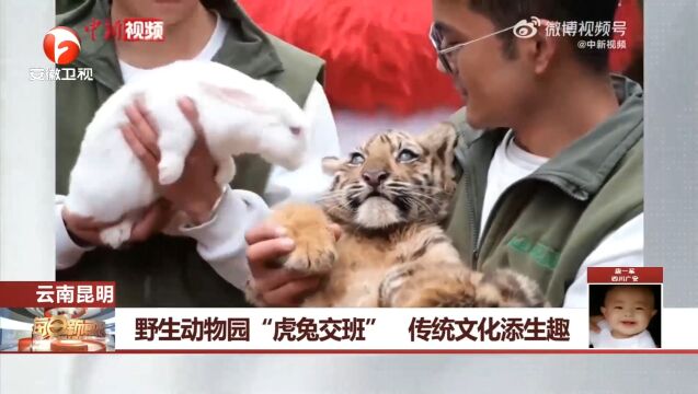 云南昆明:野生动物园“虎兔交班”,传统文化添生趣