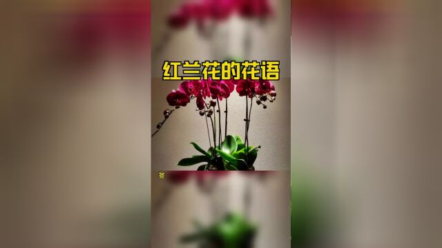 红兰花的花语