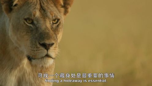 塞伦盖蒂 第1季：遇到大型猎物，母狮竟会合作捕猎，太聪明了_6