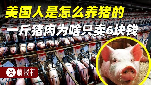 美国猪肉6块一斤,为啥这么便宜?美国人是怎么养猪的?