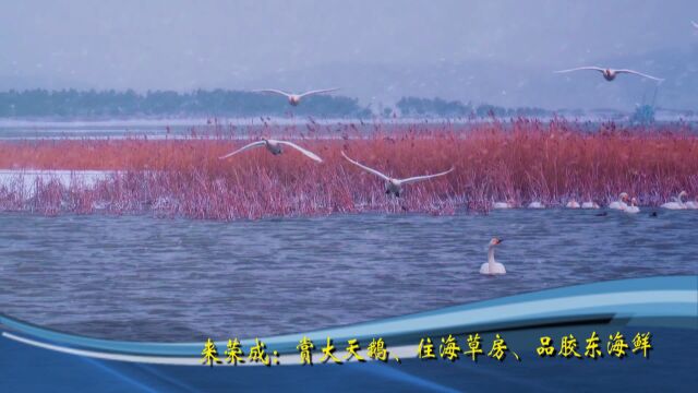 来荣成:赏大天鹅、住海草房、品胶东海鲜