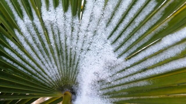 雪打芭蕉叶