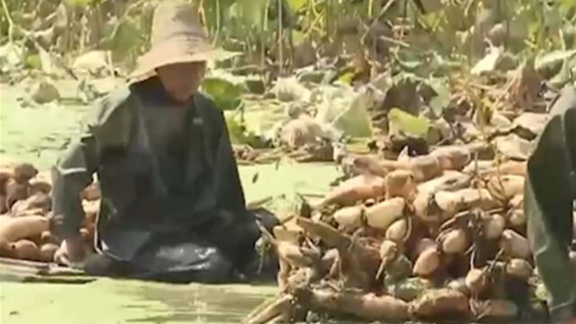 秋收时节!湖北洪湖莲藕丰收正当时