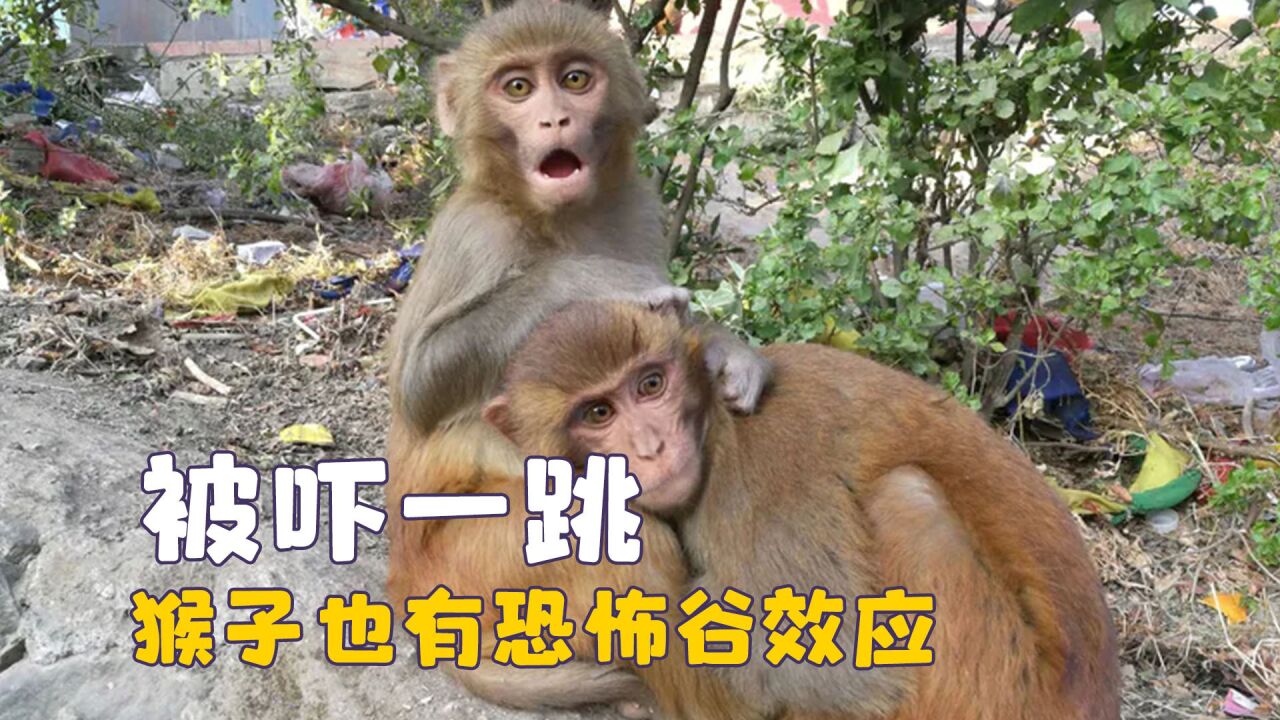 动物被吓一跳的真实反应,猴子也有恐怖谷效应,熊猫被吓成表情包_高清1080P在线观看平台_腾讯视频