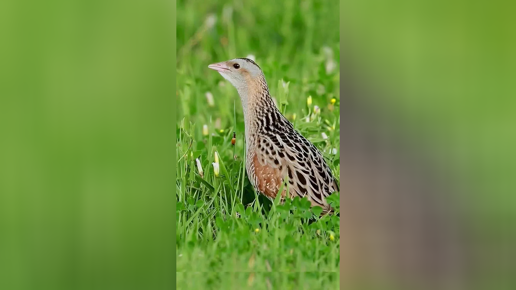 长脚秧鸡长得好看,叫声难听